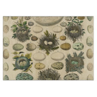 Vintage Bird Egg Nest Art Painting Natural History