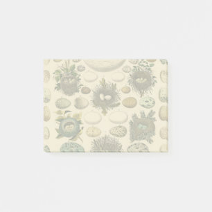 Vintage Bird Egg Nest Art Painting Natural History Post-it Notes