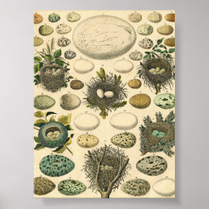 Vintage Bird Egg Nest Art Painting Natural History Poster