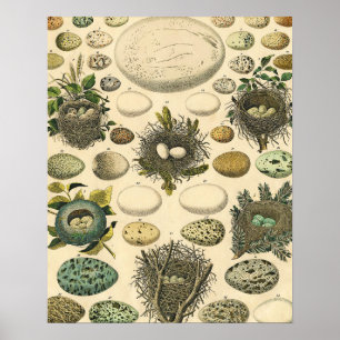 Vintage Bird Egg Nest Art Painting Natural History Poster
