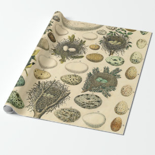 Vintage Bird Egg Nest Art Painting Natural History Wrapping Paper