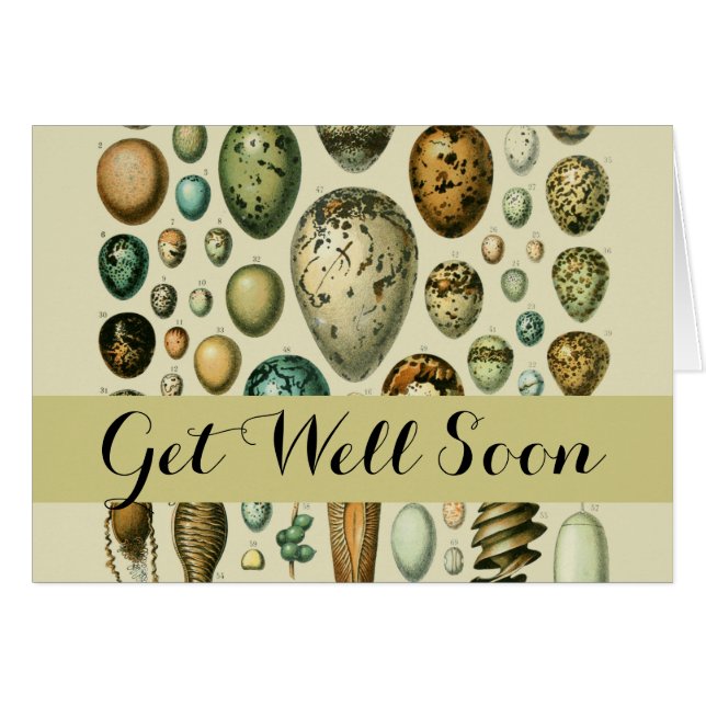 Vintage Bird Eggs French Fish Egg Art (Front Horizontal)