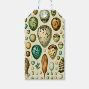 Vintage Bird Eggs French Fish Egg Art Gift Tags