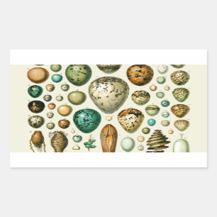 Vintage Bird Eggs French Fish Egg Art Rectangular Sticker