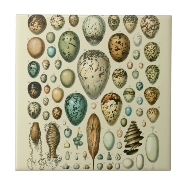 Vintage Bird Eggs French Fish Egg Art Tile (Front)