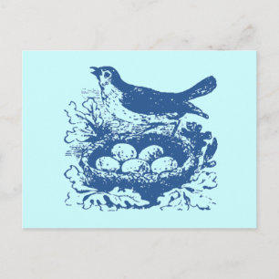 Vintage Bird Eggs & Nest Postcard