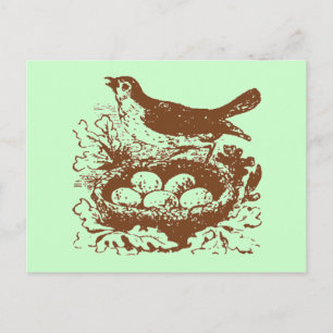 Vintage Bird Eggs & Nest Postcard