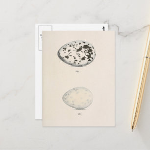 Vintage Bird Eggs Postcard