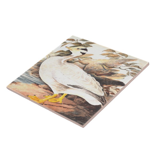 Vintage Bird Elizabeth Gwillim Bar-headed goose Tile (Side)
