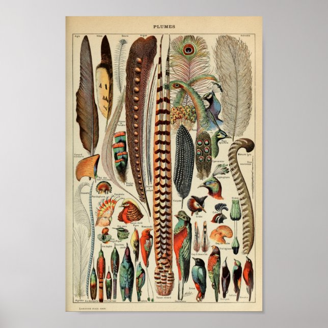 Vintage Bird Feather Illustration Poster (Front)