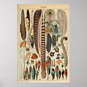 Vintage Bird Feather Print Plumes Wall Art Decor