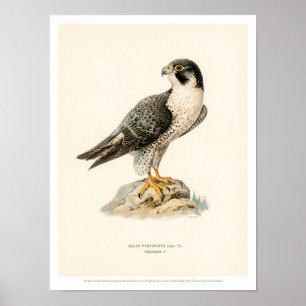 Vintage Bird Illustration- Peregrine Falcon Poster