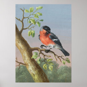 Vintage Bird Illustration Poster