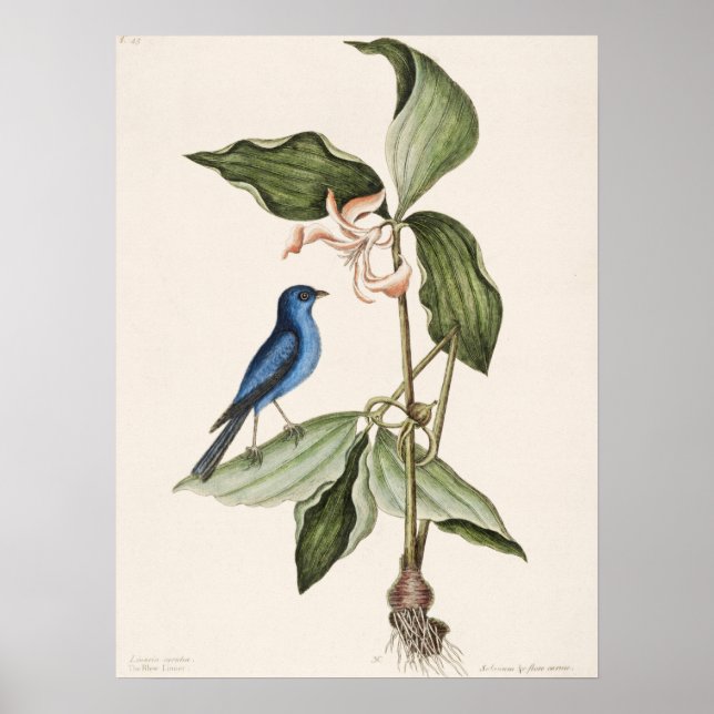 Vintage Bird Illustration Poster (Front)