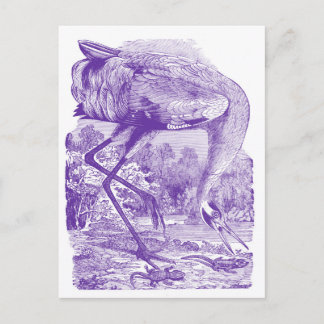 Vintage Bird Picture | Purple | Whooping Crane Postcard
