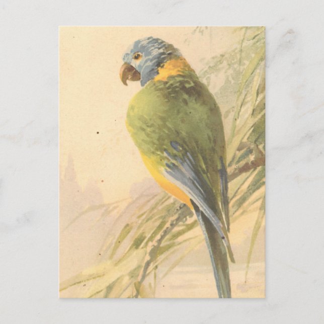 Vintage Bird Postcard (Front)