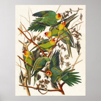 Vintage Bird Poster Wall Art - Carolina Parrot