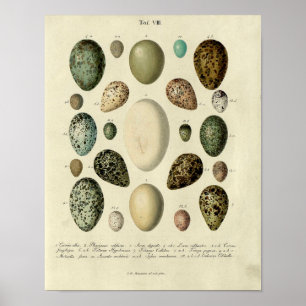 Vintage Bird Print #38 Egg #2