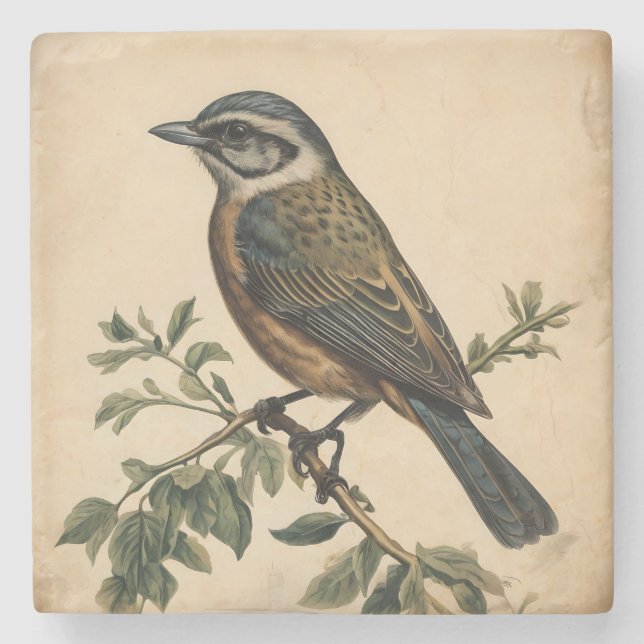Vintage Bird Print Stone Coaster (Front)
