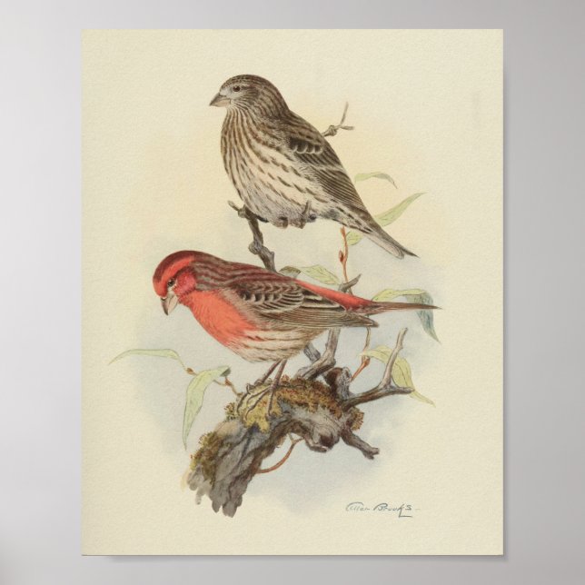 Vintage Bird Red Brown Speckled Print (Front)
