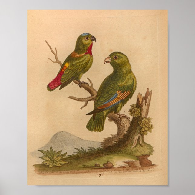 Vintage Bird Red Green Parrots Print (Front)