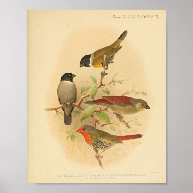 Vintage Bird Red Yellow Black Print (Front)