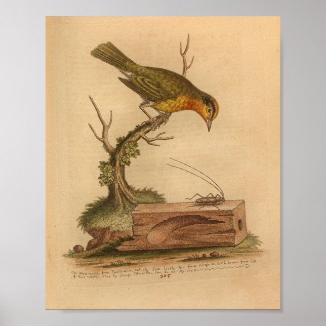 Vintage Bird Yellow Cricket Print (Front)