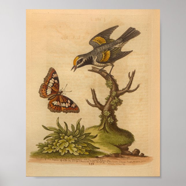 Vintage Bird Yellow Grey Print Butterfly (Front)