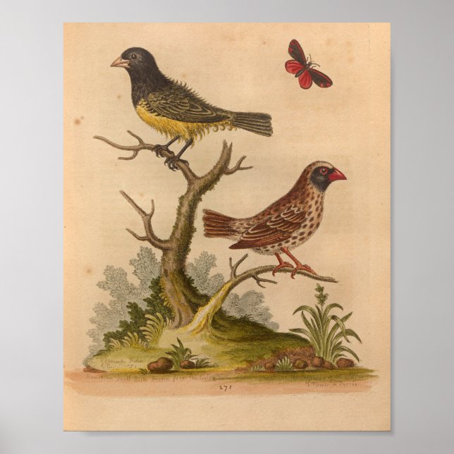 Vintage Bird Yellow Red Print (Front)