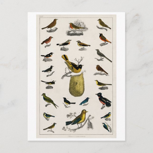 VINTAGE BIRDS CHART POSTCARD (Front)