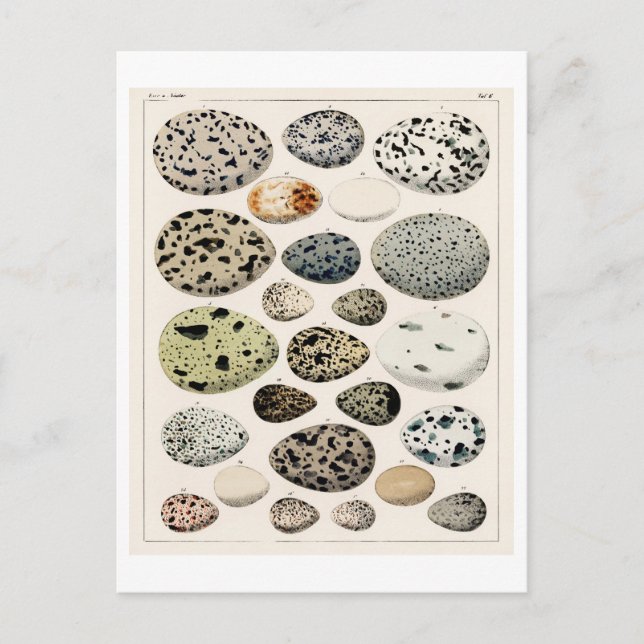 VINTAGE BIRDS EGGS CHART BY OKEN ON POSTCARD (Front)