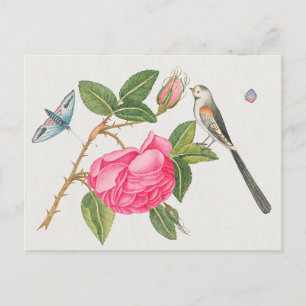 Vintage Birds Illustration Postcard