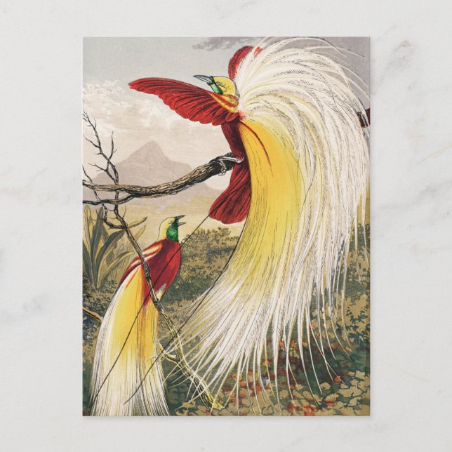 Vintage Birds Illustration  Postcard (Front)