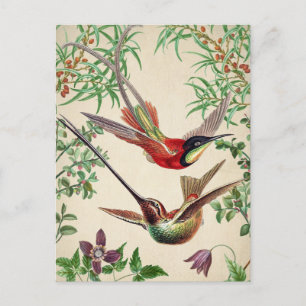 Vintage Birds Illustration Postcard