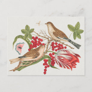 Vintage Birds Illustration Postcard