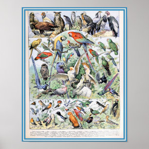 Vintage Birds Illustration Poster