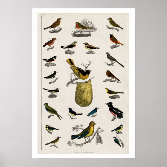 VINTAGE BIRDS  ILLUSTRATION  POSTER 1820 (Front)