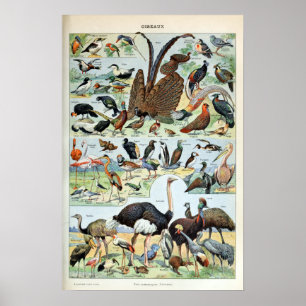 Vintage Birds of the World Poster