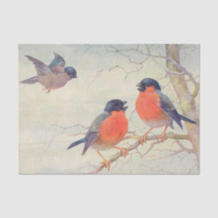 Vintage birds red breasted birds on a branch tissue paper