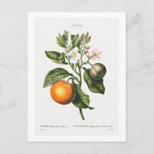 VINTAGE "BITTER ORANGE" BOTANICAL PRINT BY REDOUTÉ POSTCARD