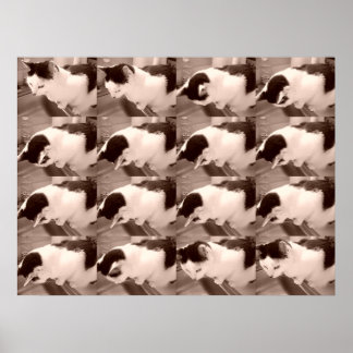 Vintage Black and White Cat Poster
