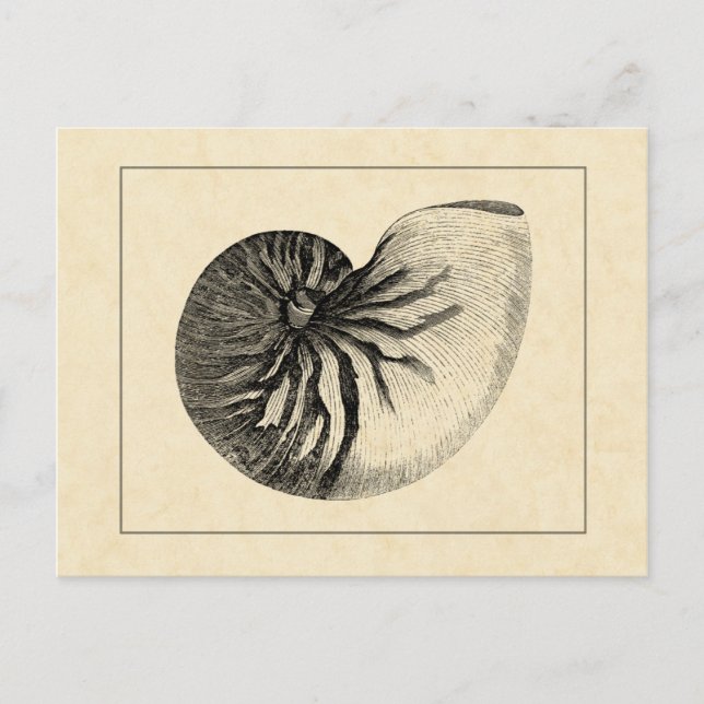 Vintage Black and White Conch Shell Postcard (Front)