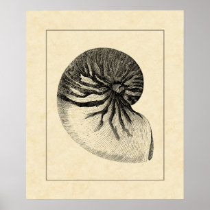 Vintage Black and White Conch Shell Poster