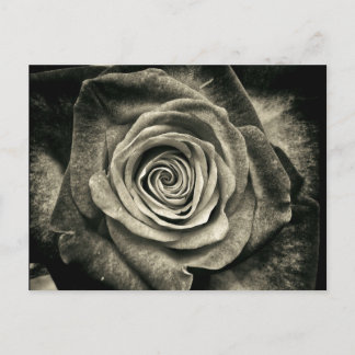 Vintage Black and White Rose Postcard
