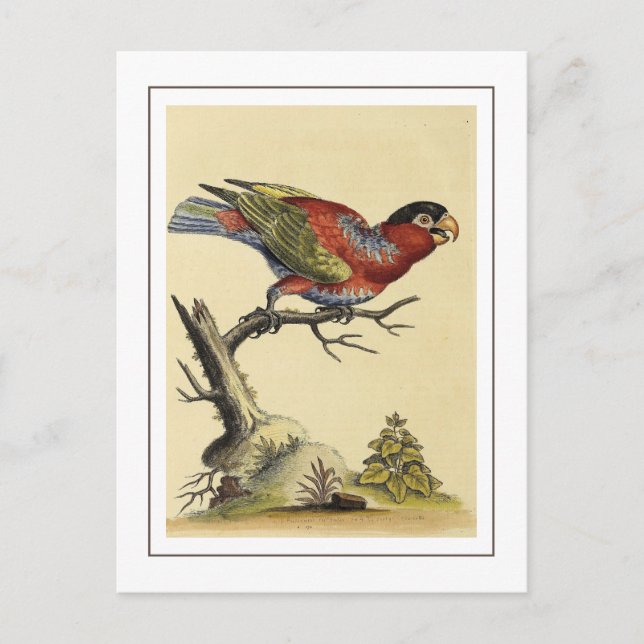  Vintage Black-capped Lory Parrot Bird Postcard (Front)