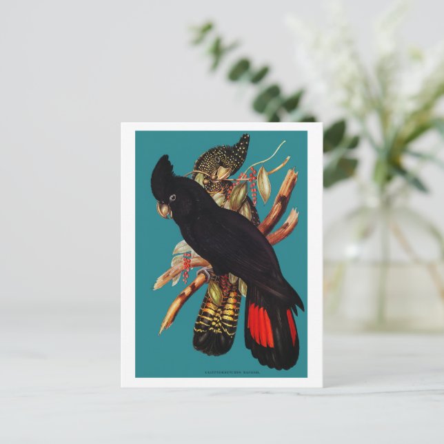 Vintage Black Cockatoo | Elizabeth Gould 1800s Pos Postcard (Standing Front)