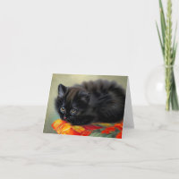 Vintage Black Kitten with Red Flower Blanket