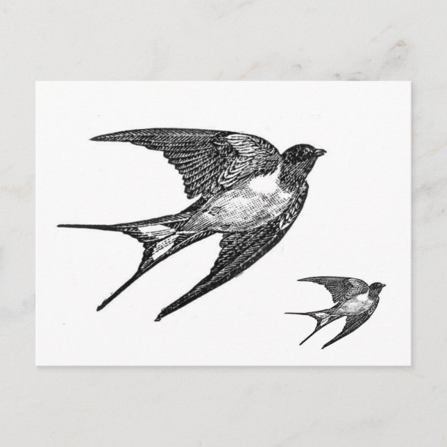 Vintage Black Swallow Design Postcard (Front)