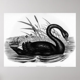 Vintage Black Swan by Elizabeth Gould Poster