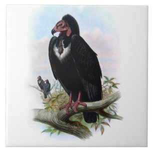 Vintage Black Vulture Bird Animal Illustration Tile